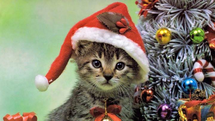 Little Cat On Christmas Eve